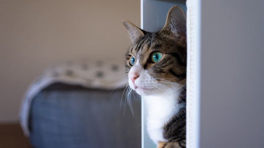 �1756999 �������(a): ����������:3840x2160